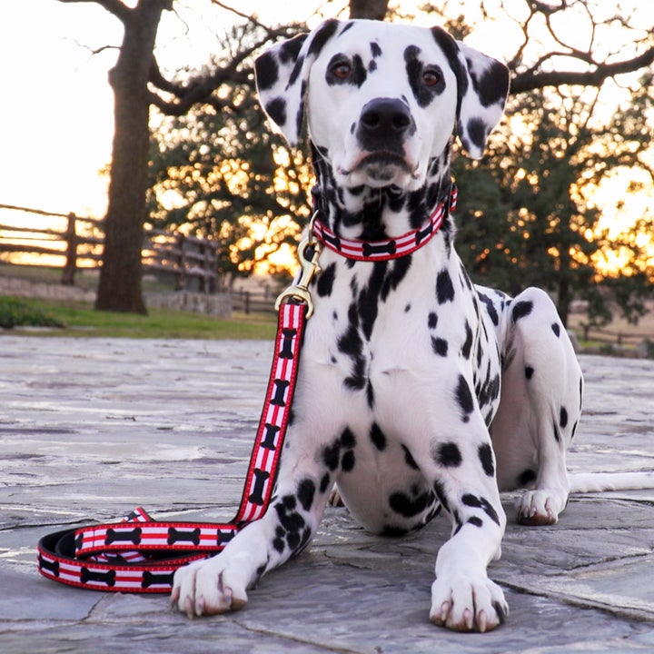 Collar | Got Bones?