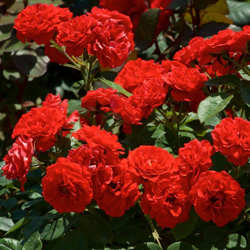 national PLANT NETWORK Bare Root Red Rose Plant with Blooms HD7661