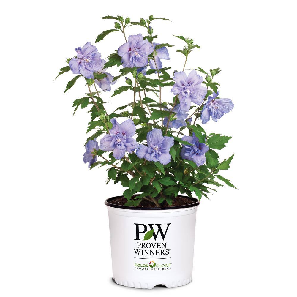 PROVEN WINNERS 2 Gal. Blue Chiffon Rose of Sharon (Hibiscus) Plant with Blue Flowers 14714