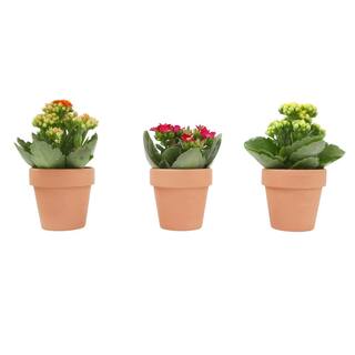 ALTMAN PLANTS 3-Pack 2.5 in. Kalanchoe Bloss Live Succulents in Assorted Colors with Terra Cotta Pots 0872860