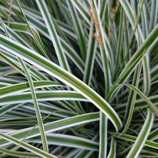 SOUTHERN LIVING 2.5 Qt. Evercolor Everest Carex (Sedge Grass) Live Perennial with White Striped Green Foliage 0728Q