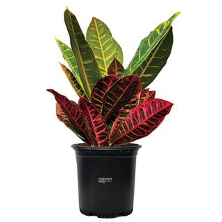 NATURE'S?WAY FARMS Croton Petra Live Outdoor Plant in Growers Pot Average Shipping Height 1-2 Ft. Tall 1250