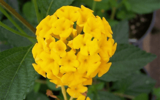 New Gold Lantana Camara Flowers Two 2 Live Plants-Natural Mosquito Repellant Garden -Attract Hummingbirds and Butterflies -Each in 4 inch Pots