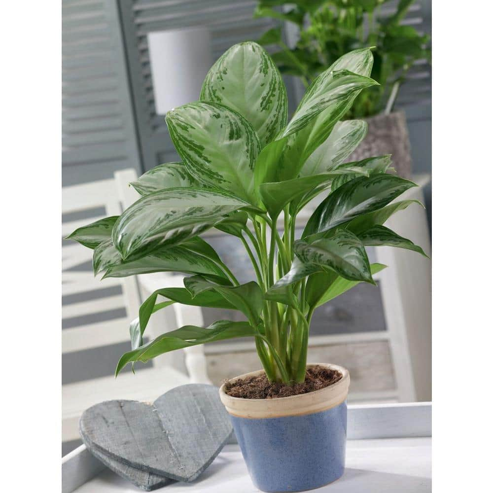 Costa Farms Aglaonema Chinese Evergreen Indoor Plant in 9.25 in. White Cylinder Pot and Stand Avg. Shipping Height 2-3 ft. Tall CO.AA10.3.CYL