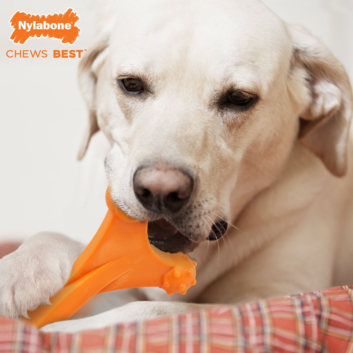 Nylabone Power Chew Bacon Flavored Axis Bone Dog Chew Toy， X-Large