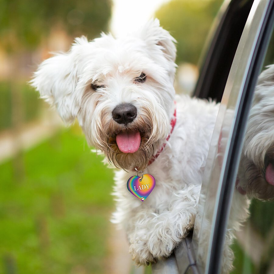 Quick-Tag Coated Metal Personalized Dog and Cat ID Tag