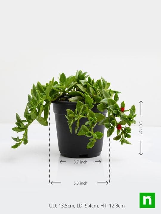 Aptenia, Heartleaf Ice - Succulent Plant