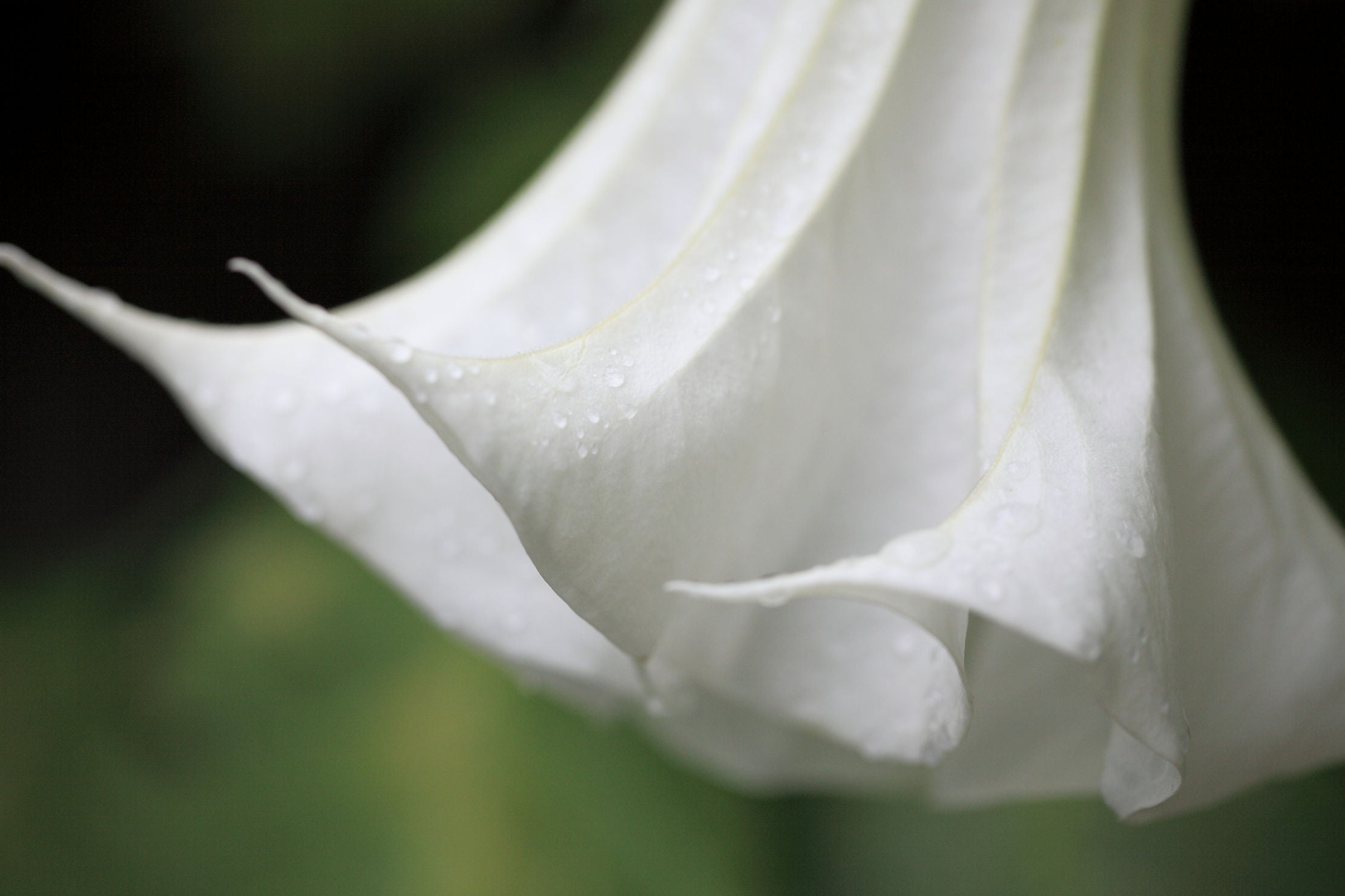 Tropical Seeds -Snow White Angels Trumpet - 10 Rare Seeds- -Container Plant or Outdoor Standard- Brugmansia suaveolens