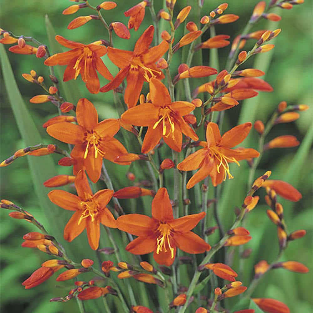 Van Bourgondien Crocosmia Masoniorum Summer Flowering Bulb Mixture (25-Pack) 90300