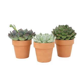 SMART PLANET 2.5 in. Echeveria Assorted Varieties in Terra Cotta Decco Pots (3-Pack) 0872532