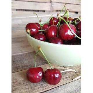 Online Orchards Dwarf Bing Cherry Tree Bare Root FTCH002