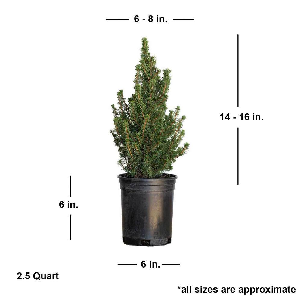 FLOWERWOOD 2.5 Qt. Dwarf Alberta Spruce Pyramidal Evergreen ShrubTree 4713Q