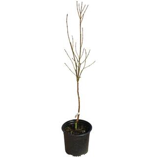 national PLANT NETWORK 2 Gal. Magnolia Genie Tree in Grower Container (1-Piece) HD1441