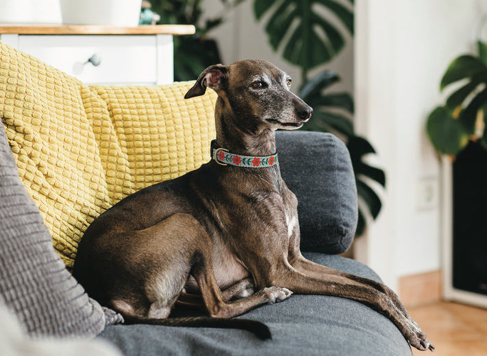 Collar | Orange You Pretty