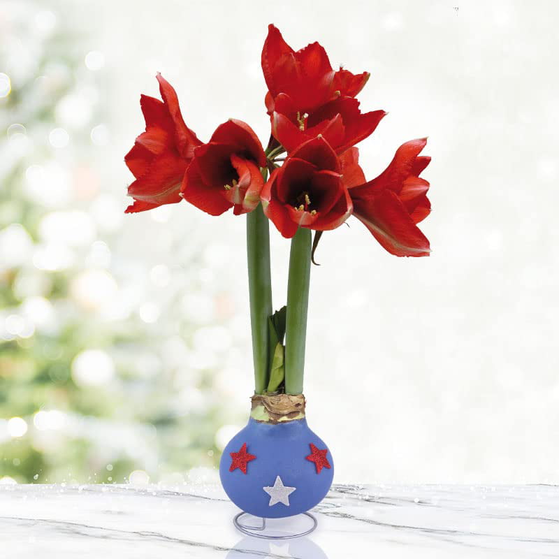 Freedom Waxed Amaryllis Flower Bulb with Stand， No Water Needed， Real Live Flowers - Just Needs Sunlight