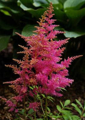 Classy Groundcovers - Astilbe Perennial Plant Mix: 25 Pink， 25 Red， 25 White Astilbe japonica Mix (25 of each)