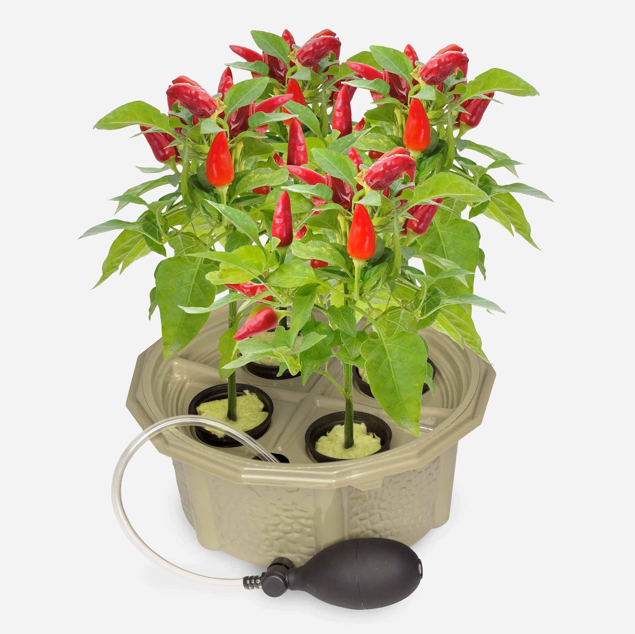 Homegrown Hydroponic Pepper Kit