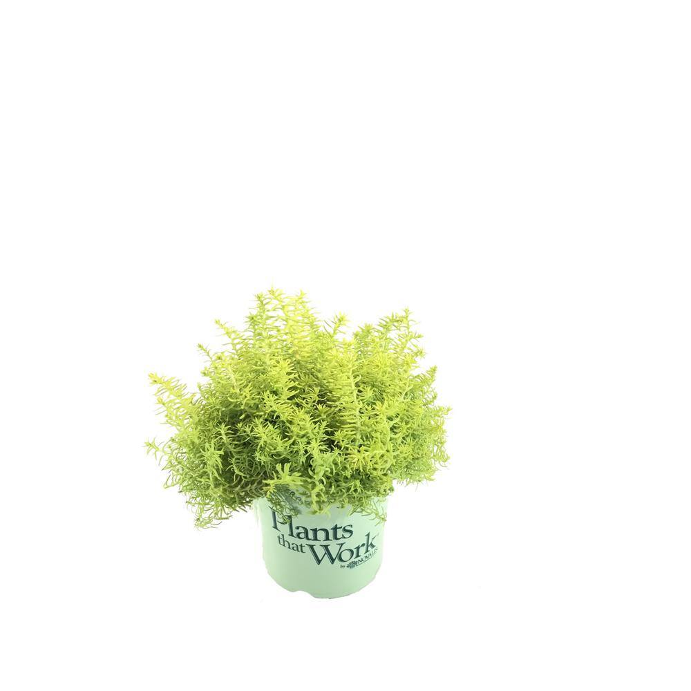 Plants That Work Stonecrop Sedum Angelina's Teacup Live Plant 21479