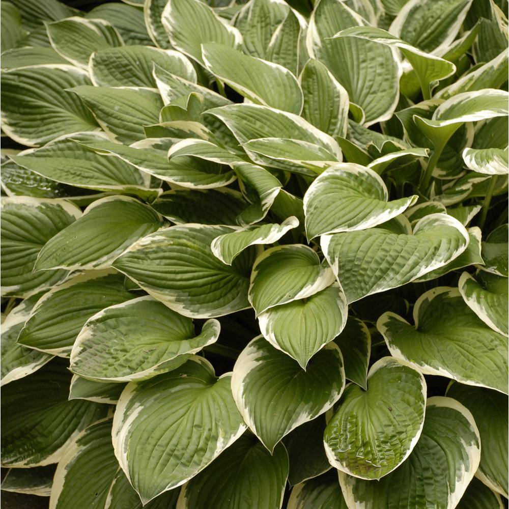 BELL NURSERY 1 Qt. Variegated Hosta Mix Live Perennial Plant (Pack of 4) HOSTAQTVG4PK