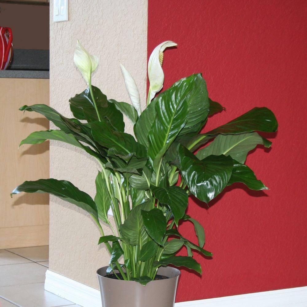 Costa Farms Spathiphyllum Peace Lily Indoor Plant in 9.25 in. White Paradise Planter Avg. Shipping Height 2-3 ft. Tall CO.3.ST10.PARWT