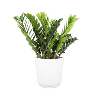 Costa Farms Zamioculas Zamiifolia Indoor ZZ Plant in 10 in. White Paradise Planter Avg. Shipping Height 1-2 ft. Tall CO.3.ZC10.PARWHT