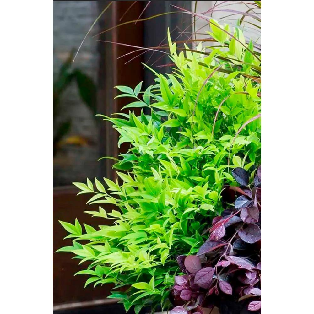 SOUTHERN LIVING 3 Gal. Lemon Lime Nandina Heavenly Bamboo Live Evergreen Shrub with Lime Green Foliage (1-Pack) NANDI3LLM1PK