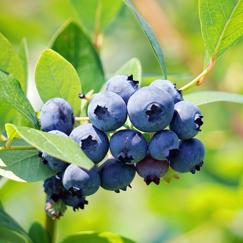 Brightwell Blueberry Rabbiteye Variety Decidious Fruit Plant BLUBRI05G