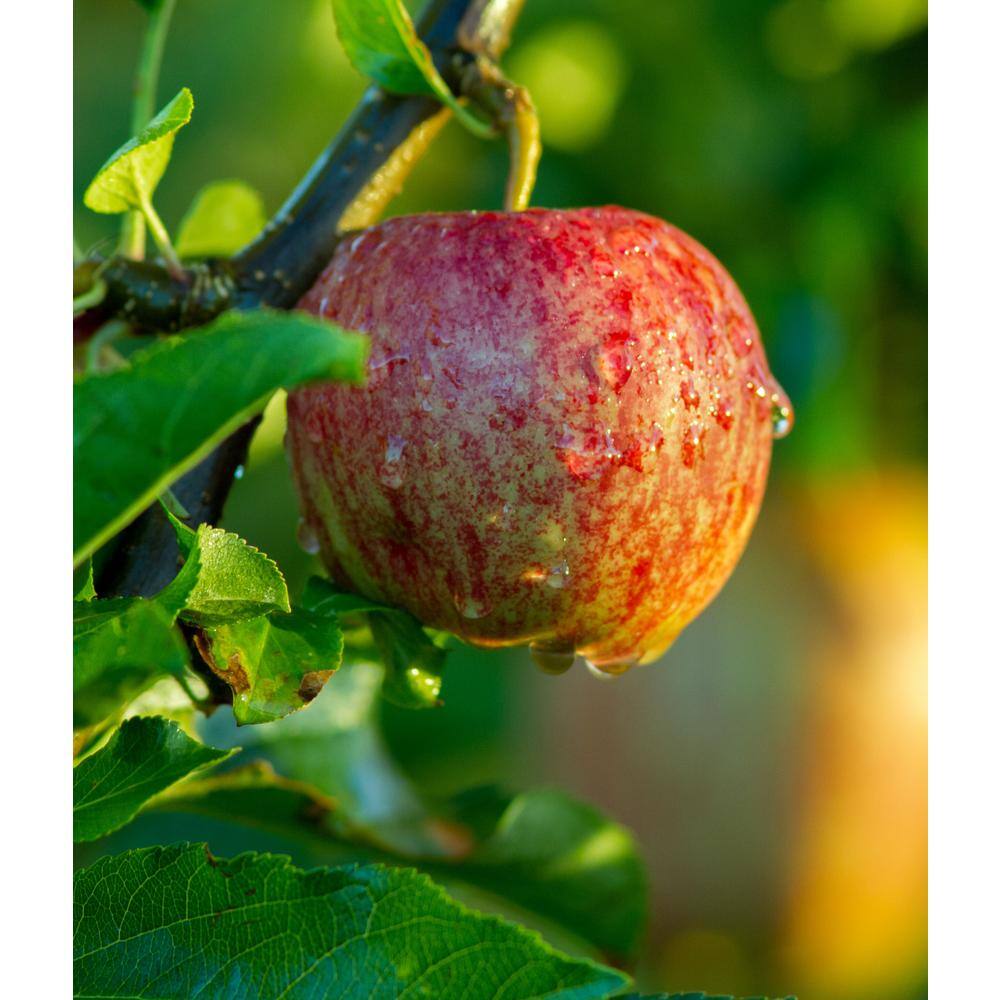 Online Orchards 3 ft. Braeburn Apple Tree with Rare Sweettart Cinnamon Flavor FTAP206