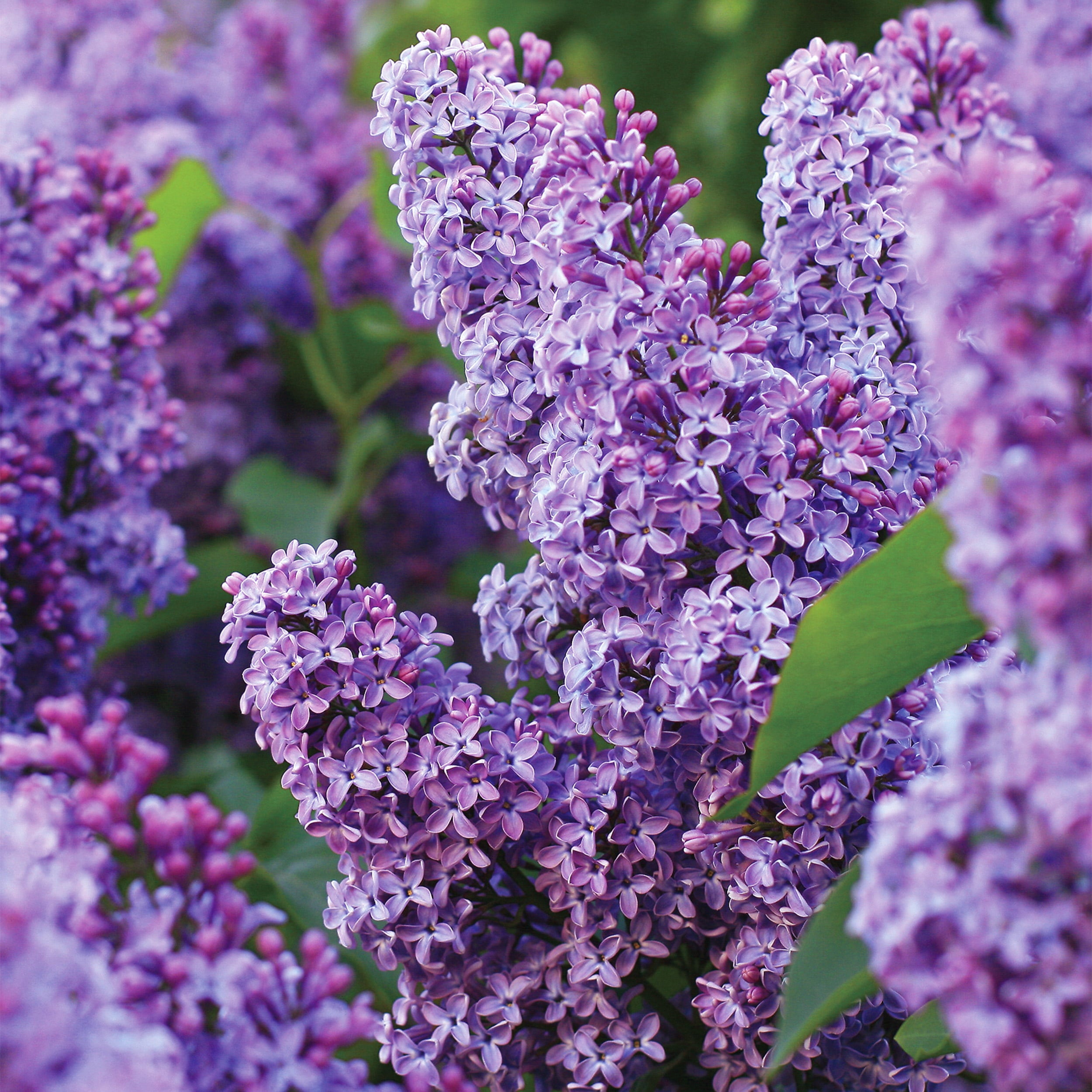 Garden State Bulb Common Purple Lilac Shrub， Live Bare Root (Bag of 1)