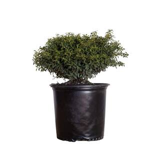 FLOWERWOOD 2.5 Gal - Soft Touch Holly(Ilex) Live Evergreen Shrub Finely Textured Green Foliage 31183FL