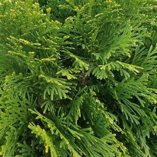 FLOWERWOOD 2.5 Gal - Emerald Green Arborvitae(Thuja) Live Evergreen ShrubTree Green Foliage 55203FL