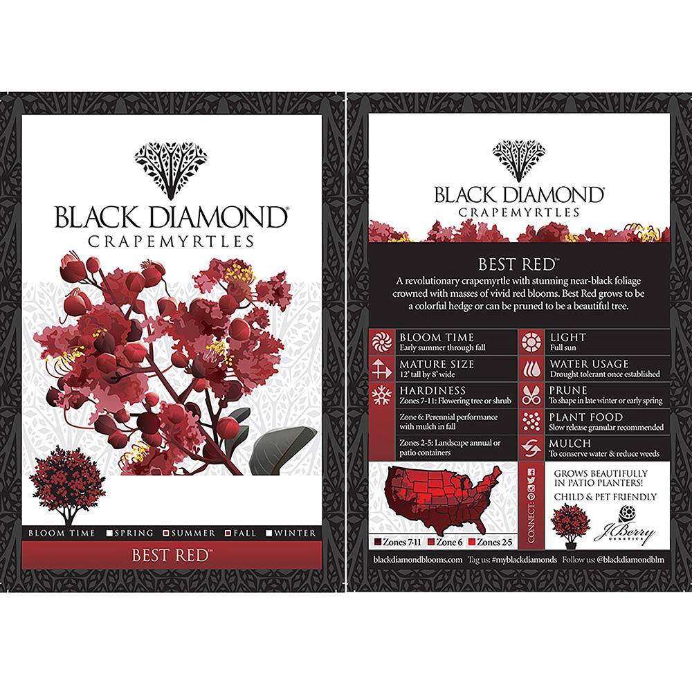 BLACK DIAMOND 2.25 Gal. Best Red Crape Myrtle Tree with Red Flowers 10850