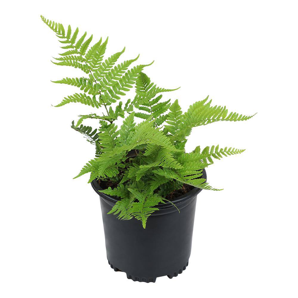 ALTMAN PLANTS 1 Gal. Autumn Fern (Dryopteris Erythrosora) Shrub Plant 0881280