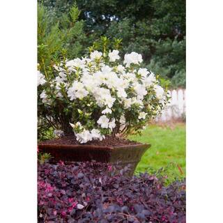 ENCORE AZALEA 3 Gal. Encore Autumn Moonlight Azalea Shrub with White Semi-Double Reblooming Flowers 10295