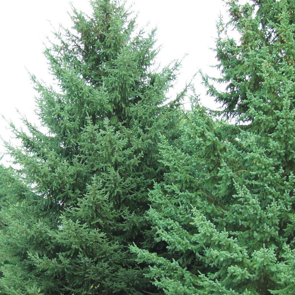 Spring Hill Nurseries 2.5 Qt. White Spruce (Picea) Live Evergreen Shrub Green Foliage (1-Pack) 62194