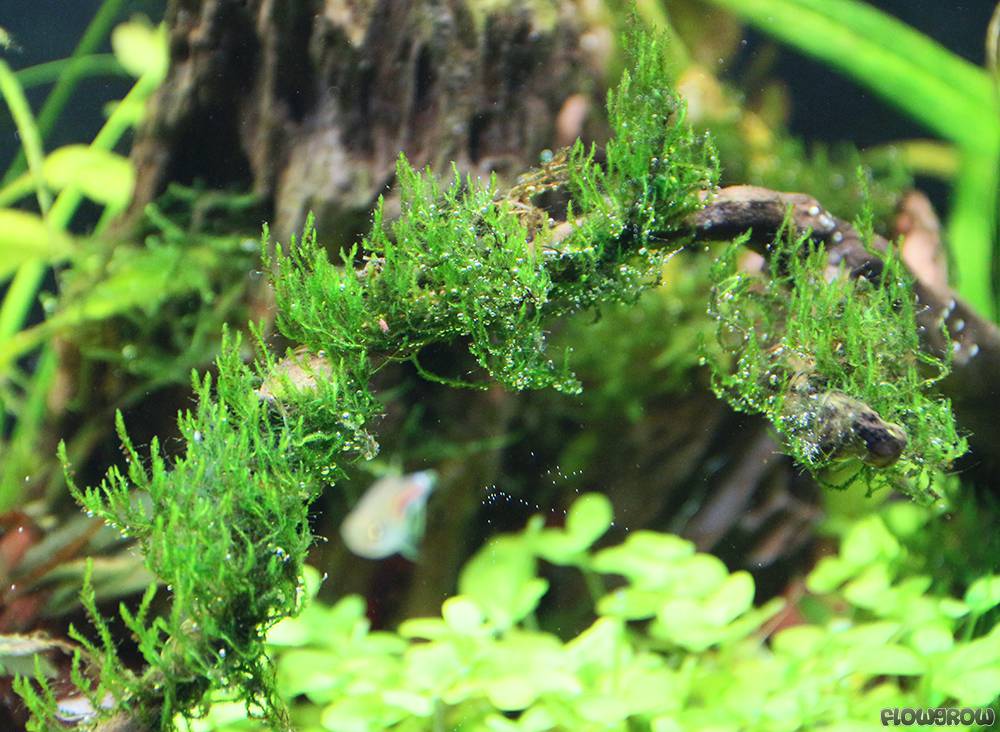 Flame Moss (Taxiphyllum 'Flame') Live Aquarium Plants BUY2 GET1 FREE