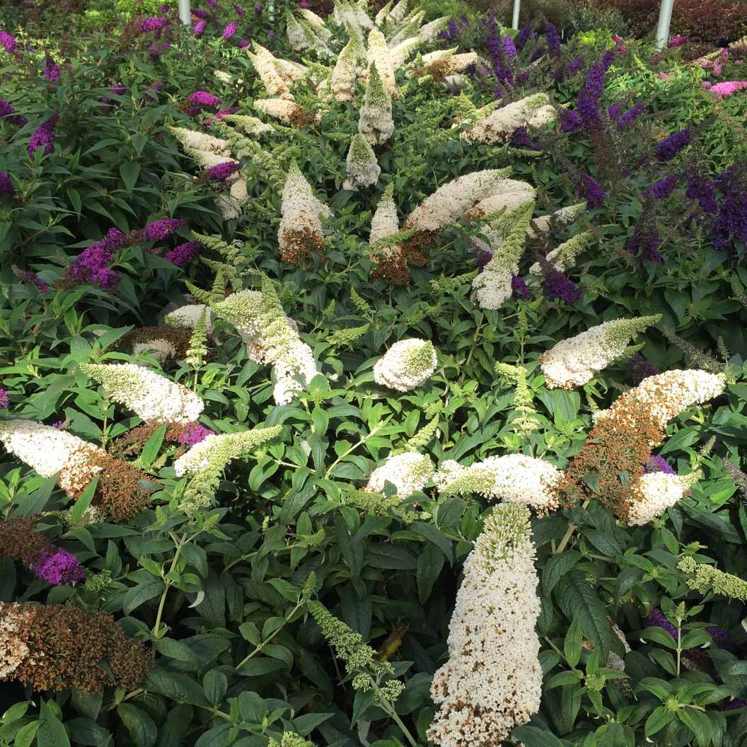 Pugster White® Butterfly Bush