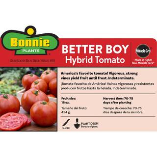 Bonnie Plants 1.19 qt. Better Boy Tomato Plant (6-Pack) 0201