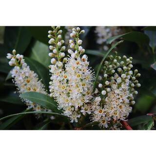 Online Orchards 1 Gal. Cherry Laurel Otto Luyken Shrub Hardy Fragrant Beautful Shrub Perfect for Hedge Plantings SBCL001
