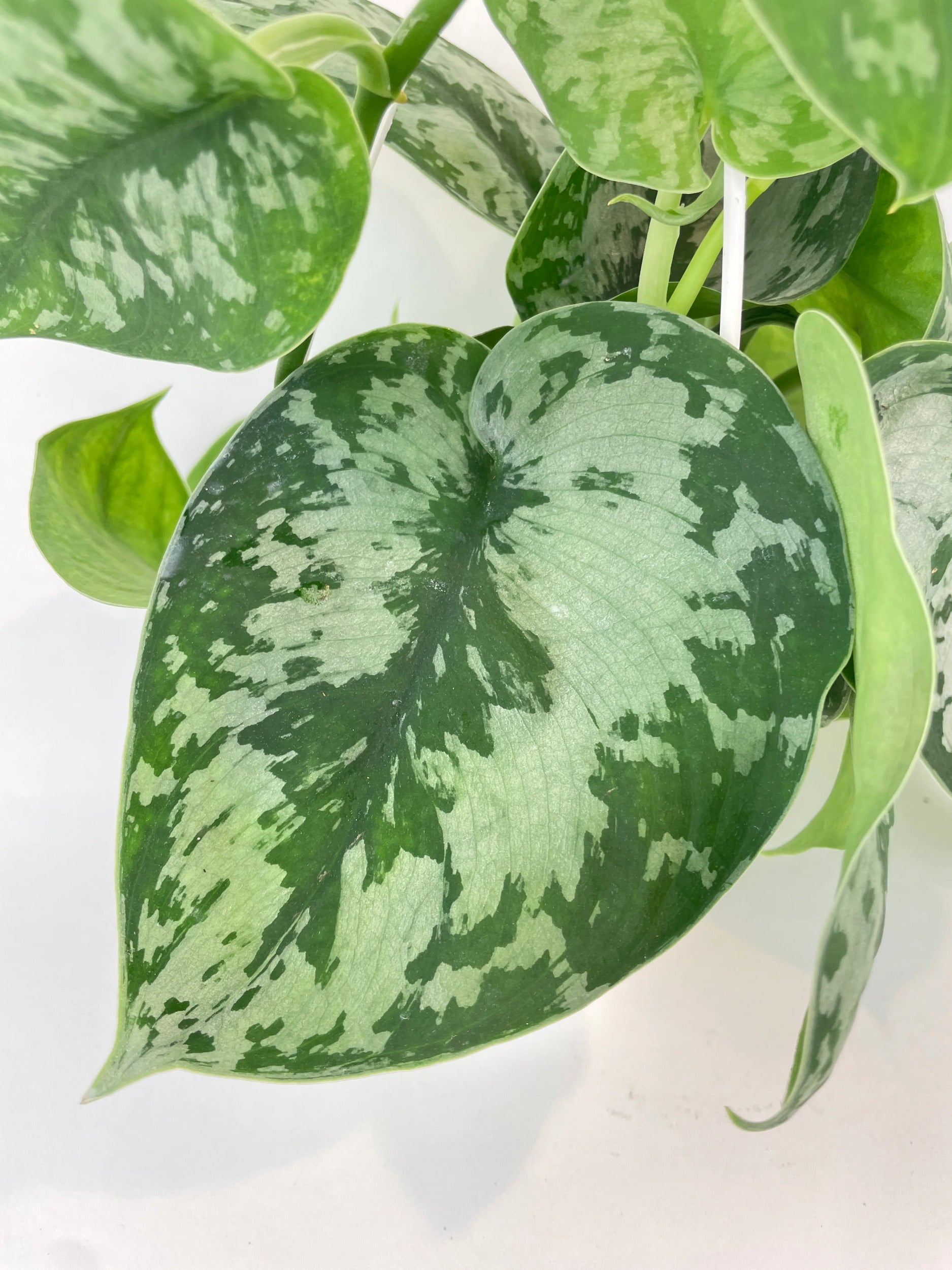 Scindapsus Pictus 'Exotica' Pothos