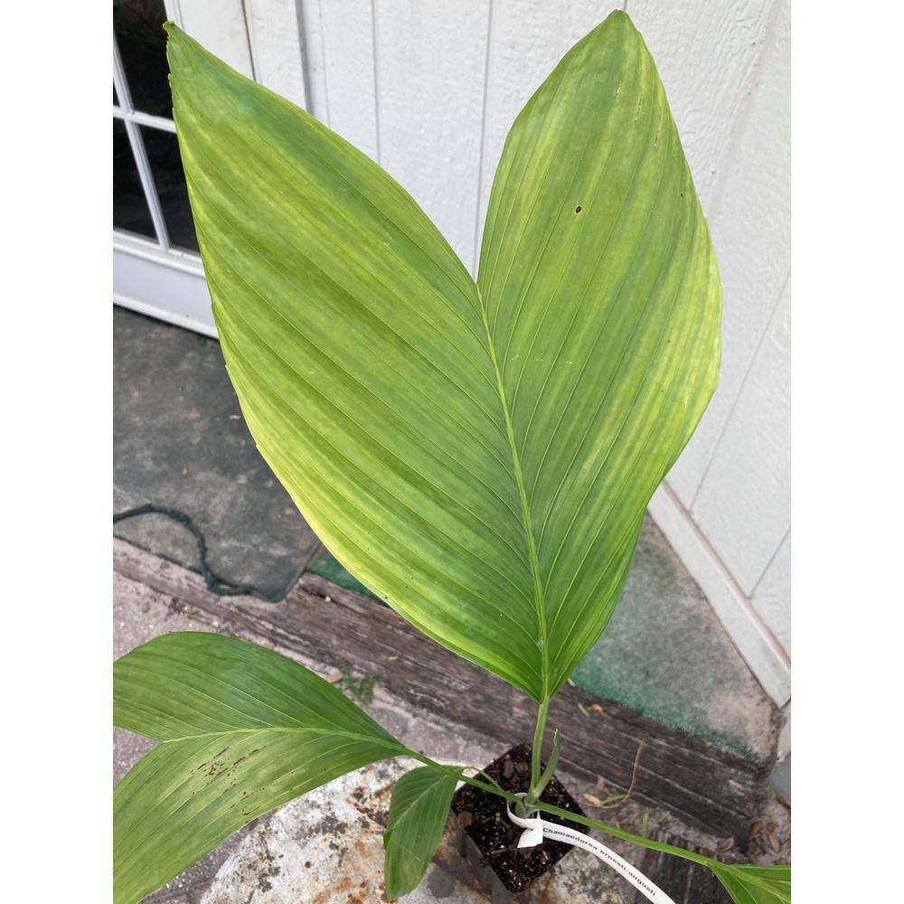 Wekiva Foliage Ernest August's Palm - Live Plant in an 4 Inch Growers Pot - Chamaedorea Ernesti Augusti - Rare Ornamental Palm ErnestAugustsPalm4