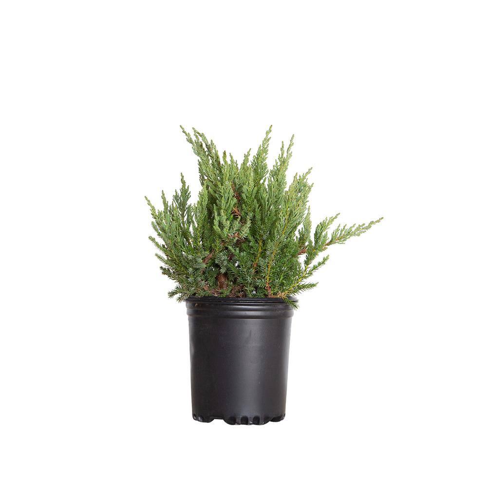 FLOWERWOOD 2.5 Qt. Parsoni Juniper - Evergreen Groundcover Shrub 3610Q