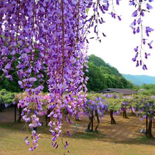 national PLANT NETWORK 2.5 Qt. Wisteria Amethyst Falls Flowering Shrub with Purple Flowers HD1105