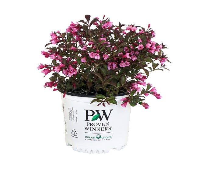 Capstone Plants Weigela Proven Winner Assorted Colors 2G Pot