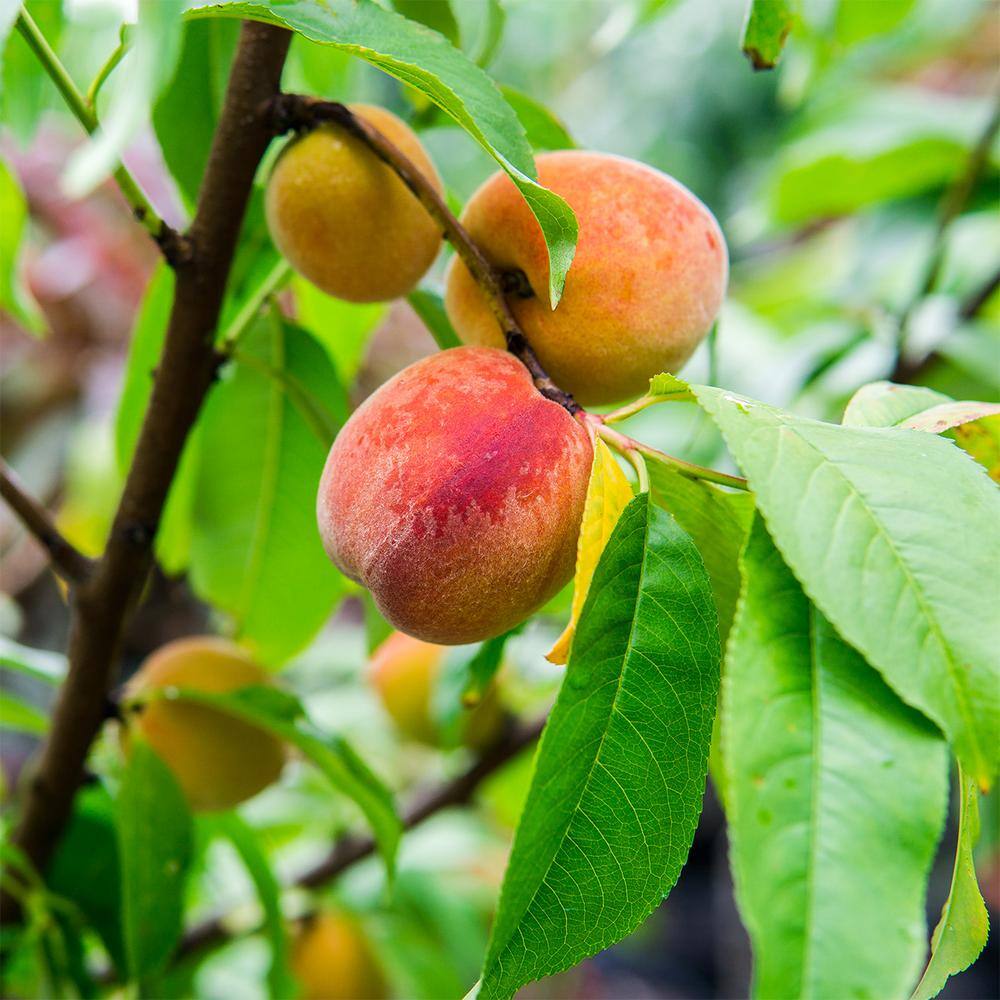 Perfect Plants 5 Gal. Flordaking Peach Tree (2-Pack) THD00412