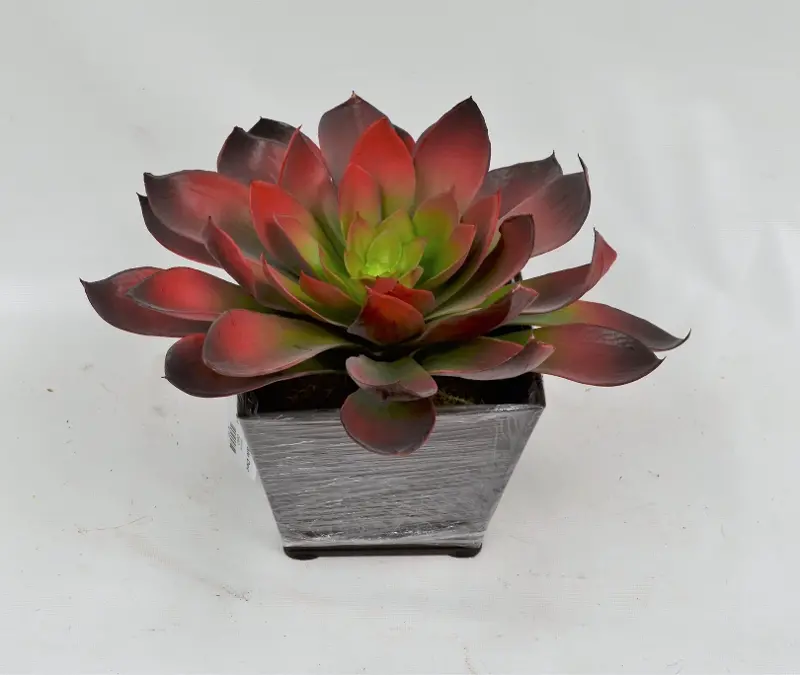 9 Inch Red Succulent Arrangement