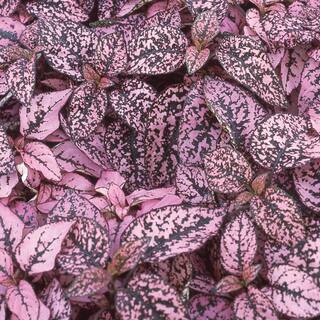 4.5 in. Pink and Green Polka Dot Plant 4928