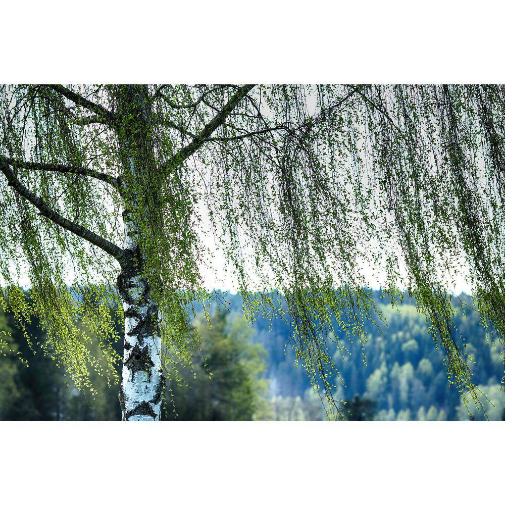 Online Orchards Weeping White Birch Tree Bare Root SHBR002