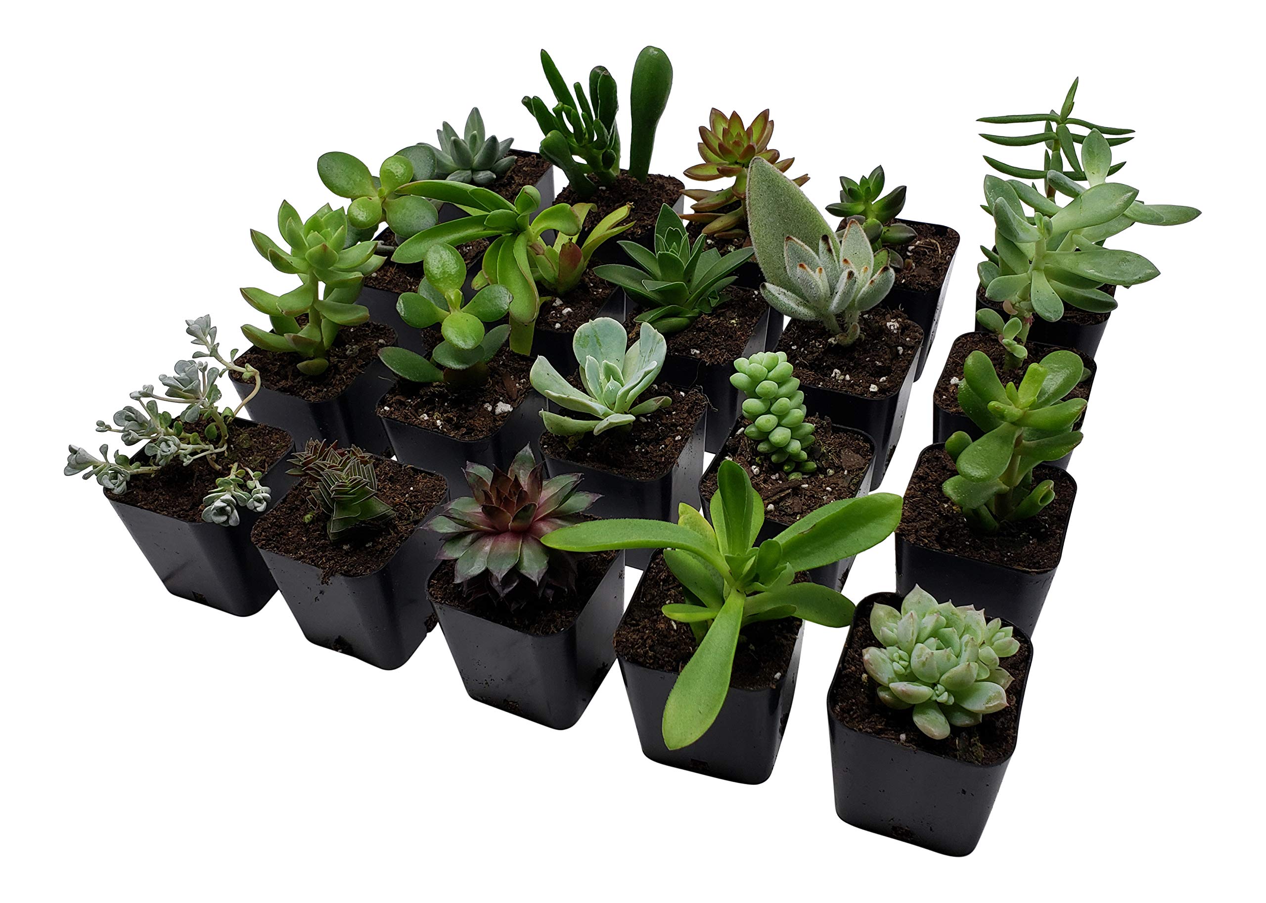 Seven River Garden Square Greenhouse Nursery Pots 2 inches x 2 inches in a Pack of 100