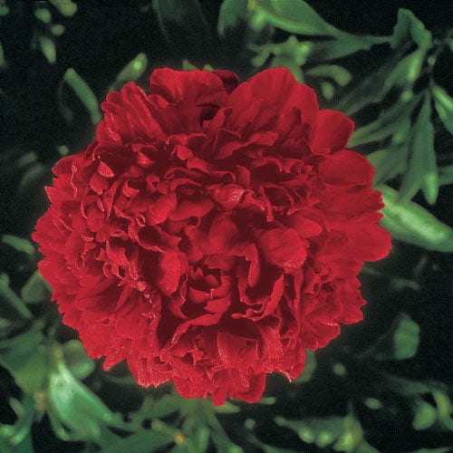 Felix  Peony Dormant Bare Root Starter Perennial Plant (1-Pack)